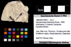 Foto (Objket + Etiketten) von Goniodromites bidentatus (Reuss, 1858) 